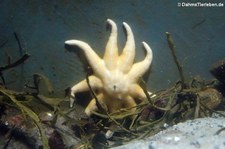 Gelber Sonnenstern (Solaster endeca) im Atlantikpark (Atlanterhavsparken) in Ålesund, Norwegen