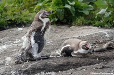 Humboldtpinguine (Spheniscus humboldti) im Atlantikpark (Atlanterhavsparken) in Ålesund, Norwegen