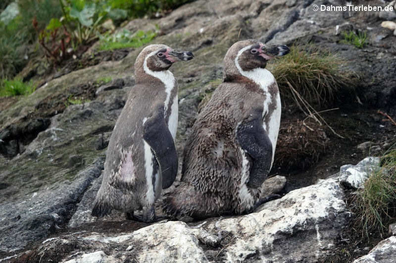 Humboldtpinguine (Spheniscus humboldti)