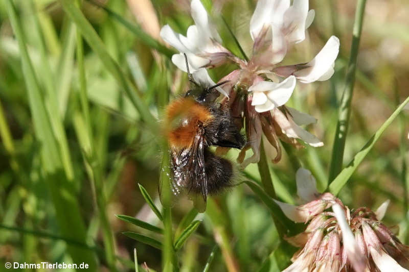 Bombus hypnorum-2