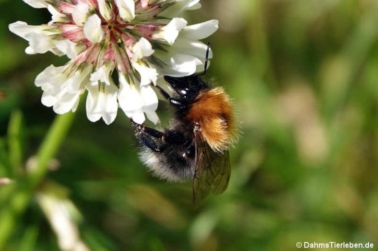 Bombus hypnorum