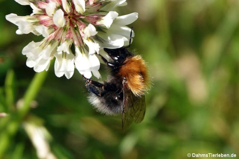 Bombus hypnorum-3