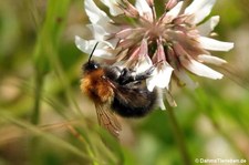 Bombus hypnorum-1
