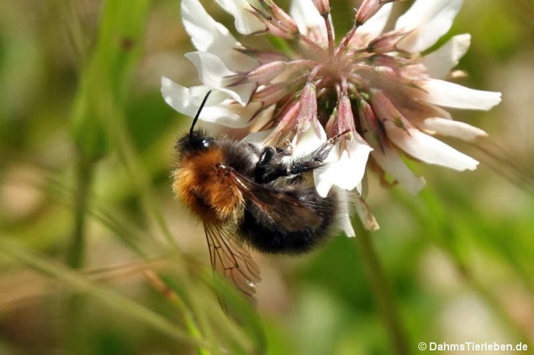 Bombus hypnorum