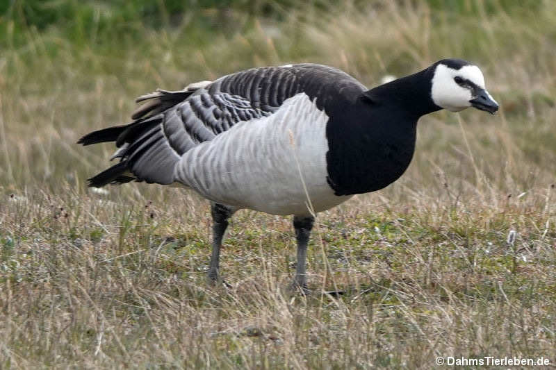 Branta leucopsis-4