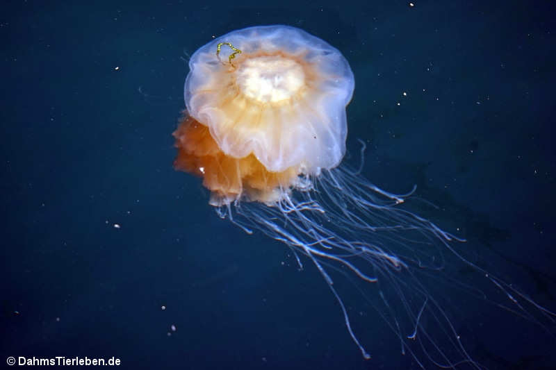 Gelbe Haarqualle (Cyanea capillata)
