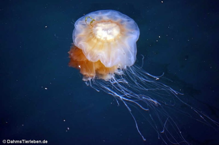 Cyanea capillata