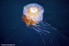Cyanea capillata