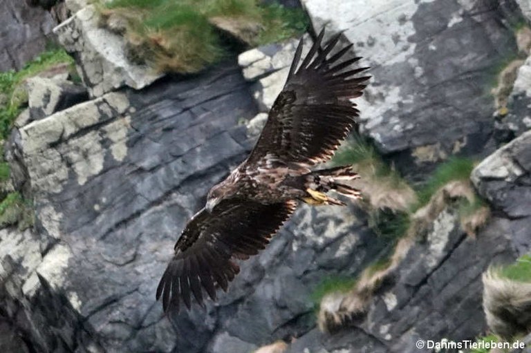 Haliaeetus albicilla