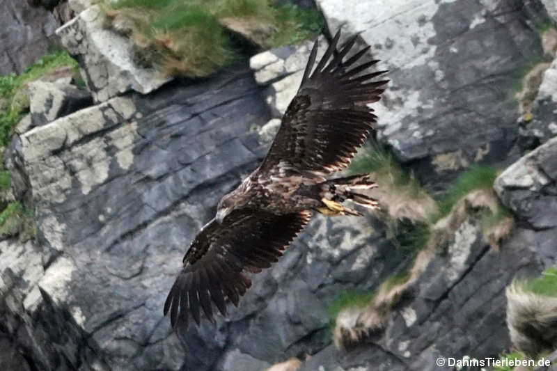 Seeadler (Haliaeetus albicilla)