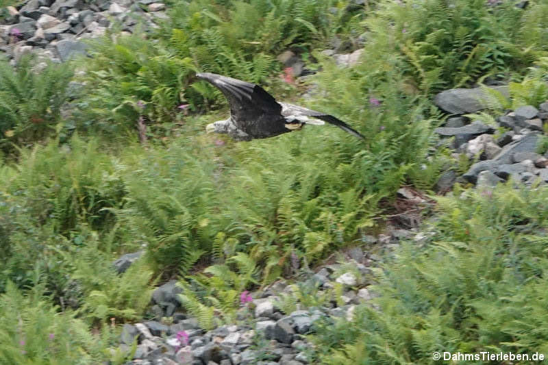 Seeadler Haliaeetus albicilla-4