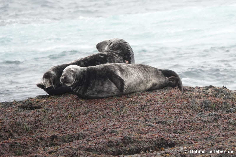 Halichoerus grypus atlantica-2