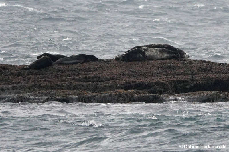 Halichoerus grypus atlantica-1