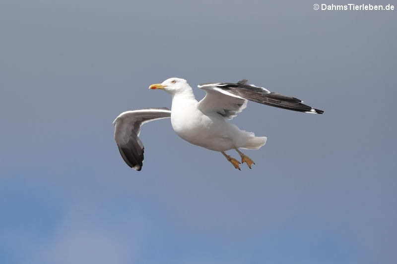 Larus fuscus intermedius-2