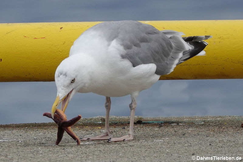 Larus argentatus argentatus-2