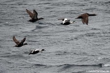 Eiderenten (Somateria mollissima borealis) in Gjesværstappan