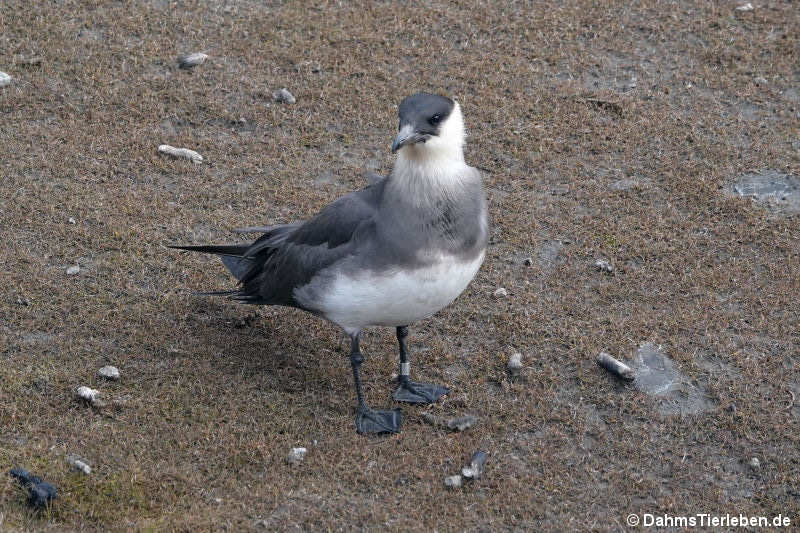 Stercorarius parasiticus-2