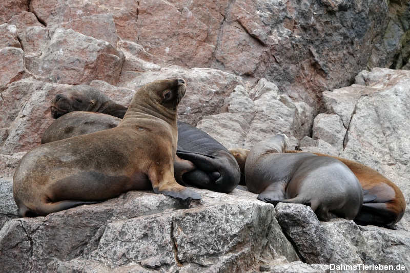 Mähnenrobbe Otaria byronia-3