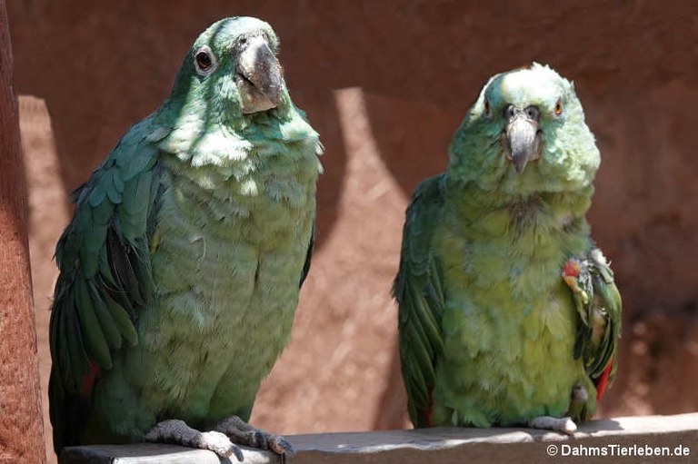 Amazona ochrocephala nattereri