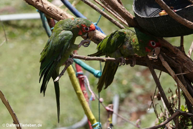 Psittacara mitratus-2