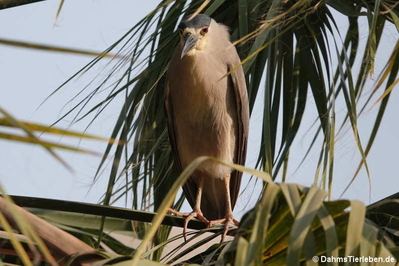 Nycticorax nycticorax hoactli-5