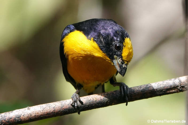 aaa Anisognathus somptuosus flavinucha-2