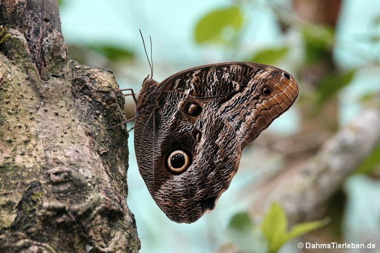 Caligo telamonius memnon