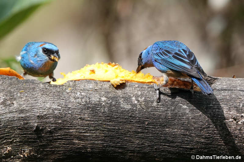 Rotnackentangaren Chalcothraupis ruficervix-1