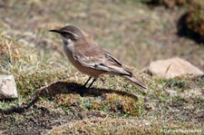Cinclodes albiventris albiventris-2
