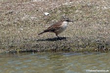 Cinclodes albiventris albiventris-1