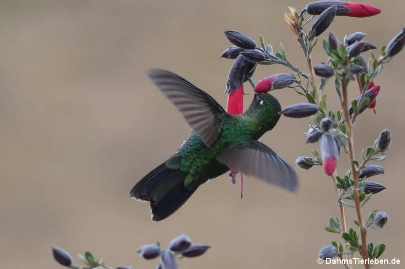 Metallura tyrianthina-2