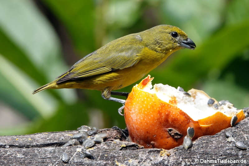Euphonia xanthogaster brunneifrons-1