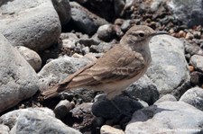 Geositta cunicularia-1