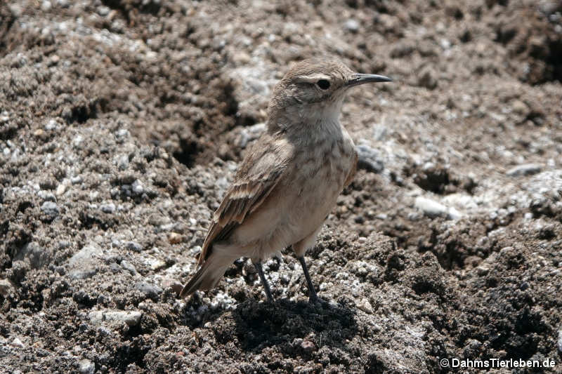 Patagonienerdhacker Geositta cunicularia-2