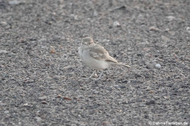 Küstenerdhacker Geositta peruviana-2