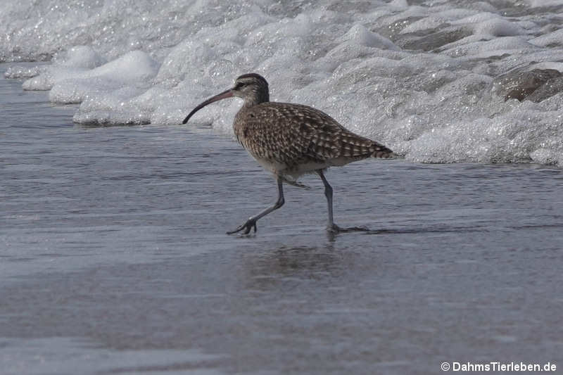 Numenius hudsonicus-2