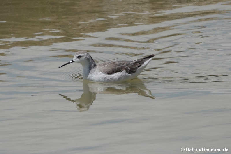 Phalaropus tricolor-3