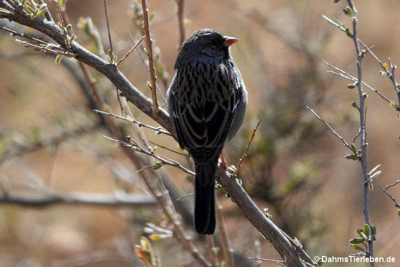 Rhopospina fruticeti peruviana-2