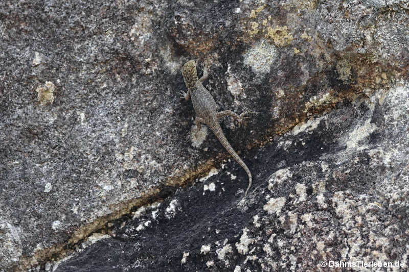 Dünnschwanzleguan Stenocercus crassicaudatus-2