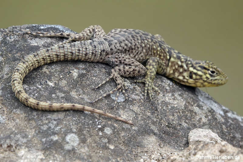 Dünnschwanzleguan Stenocercus crassicaudatus-3