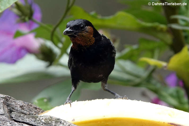 Goldkehltangare Stilpnia viridicollis-3