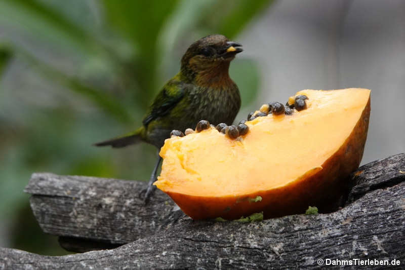 Goldkehltangare Stilpnia viridicollis-1
