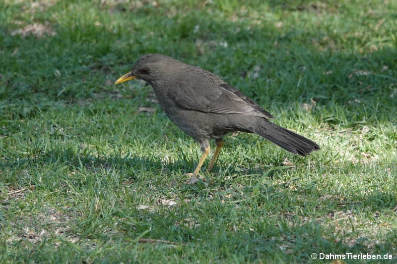 Turdus chiguanco-1