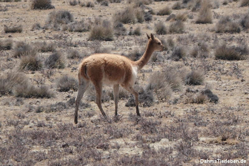Vicugna Vicugna vicugna-3
