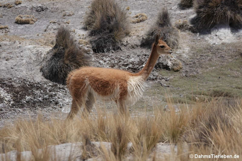 Vicugna Vicugna vicugna-5