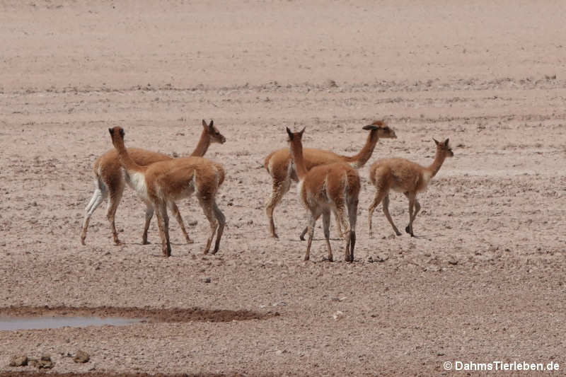 Vicugnas Vicugna vicugna-1