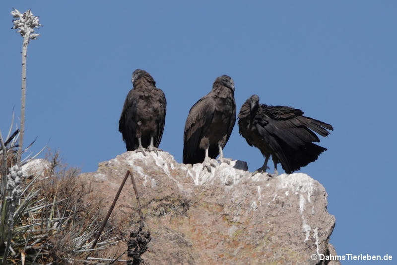 Andenkondor Vultur gryphus-1