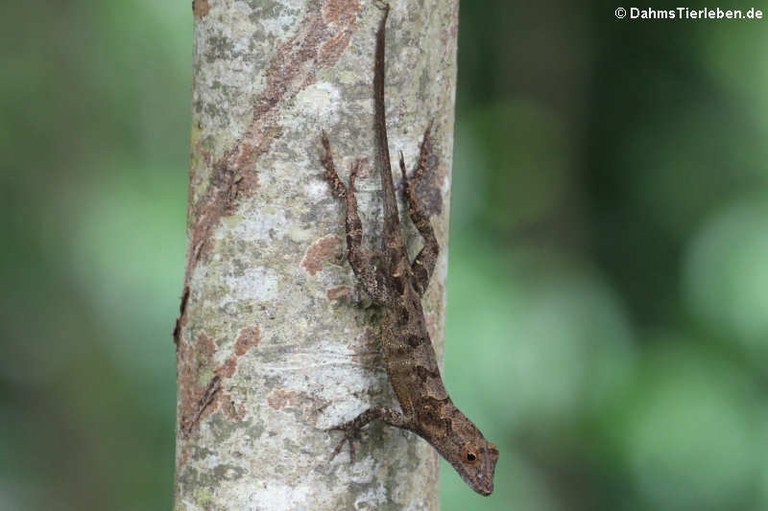Anolis cristatellus