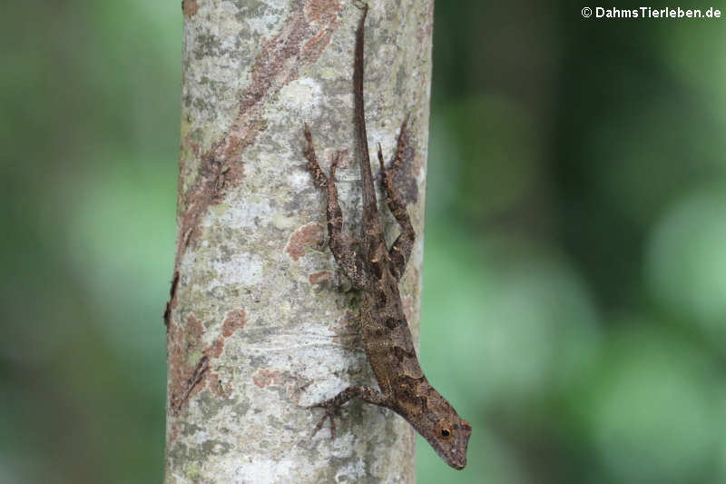 Kammanolis
(Anolis cristatellus) Kammanolis-5