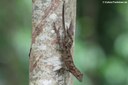 Anolis cristatellus